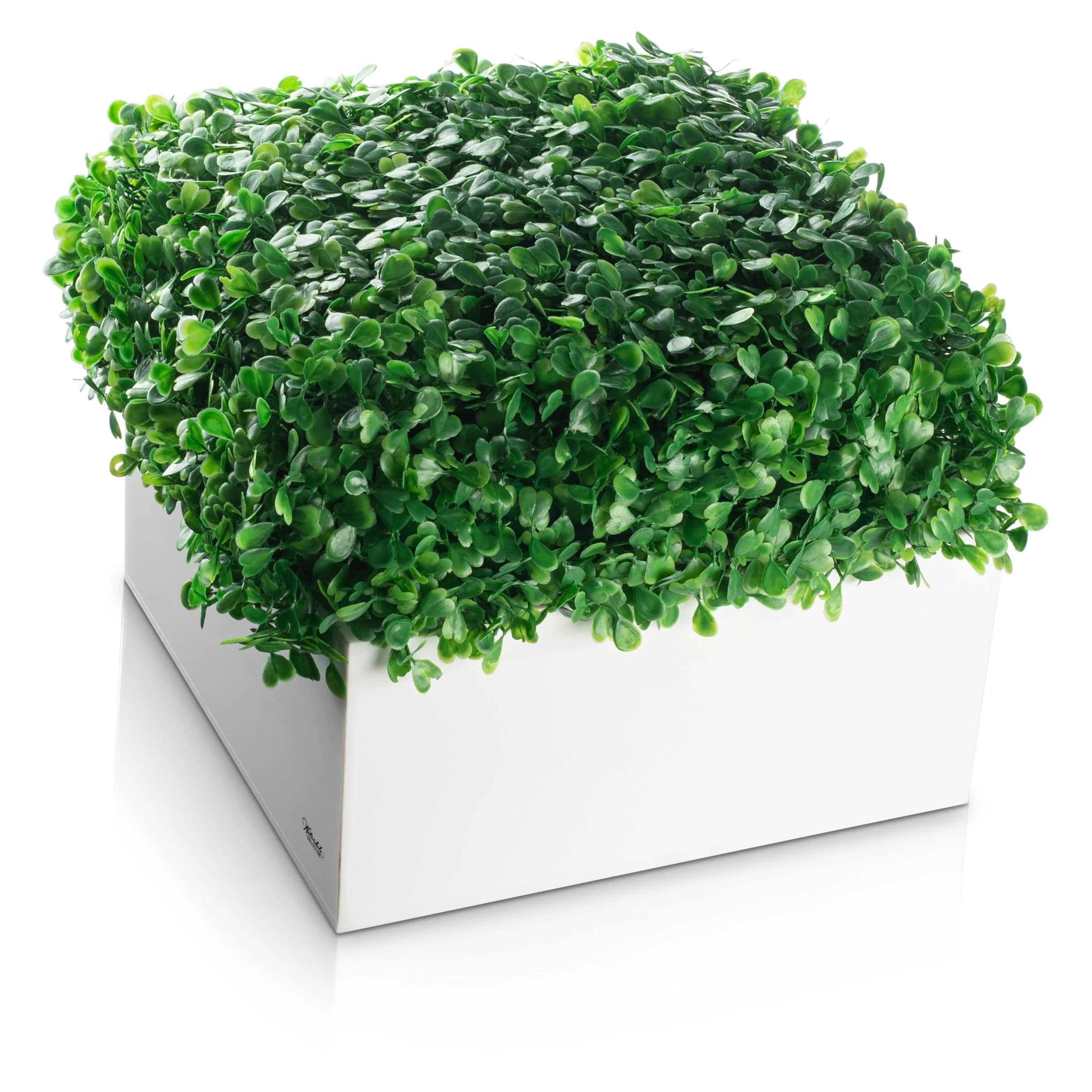 Mishloach Manos - Boxwood Vase