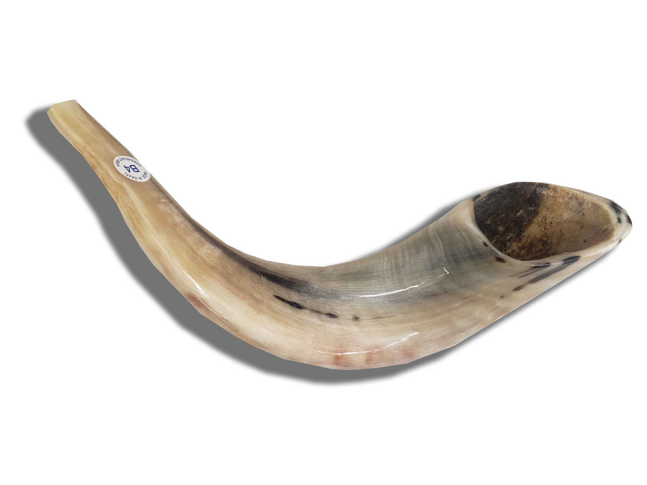 Shofar (Ram's Horn) 15''-16'' #B4 with Badatz Hechser