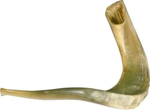 Shofar (Ram's Horn) 17"-19" #5