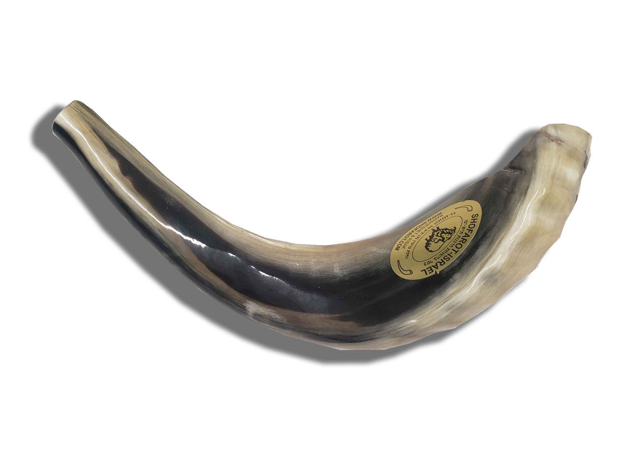 Shofar (Ram's Horn) Polished 14"-15" #C3