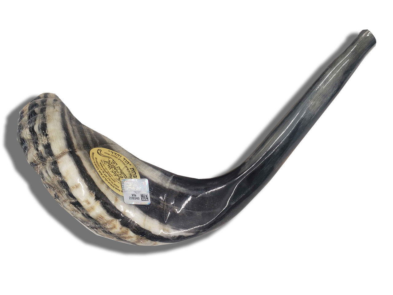 Shofar (Ram's Horn) 16''-17'' #A5 with Badatz Hechser