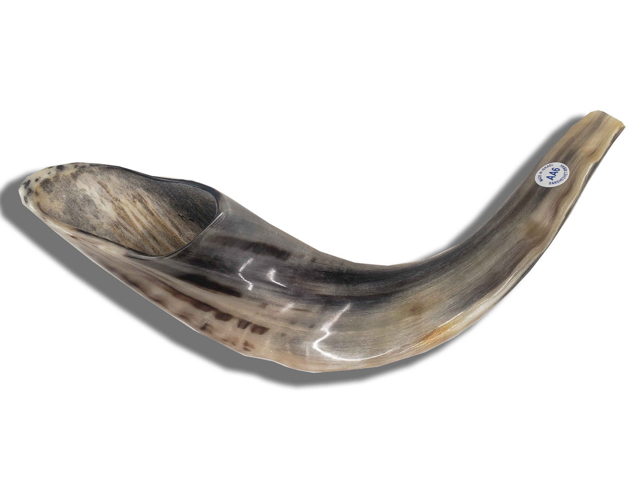 Shofar (Ram's Horn) 18''-19'' #AA6 with Badatz Hechser
