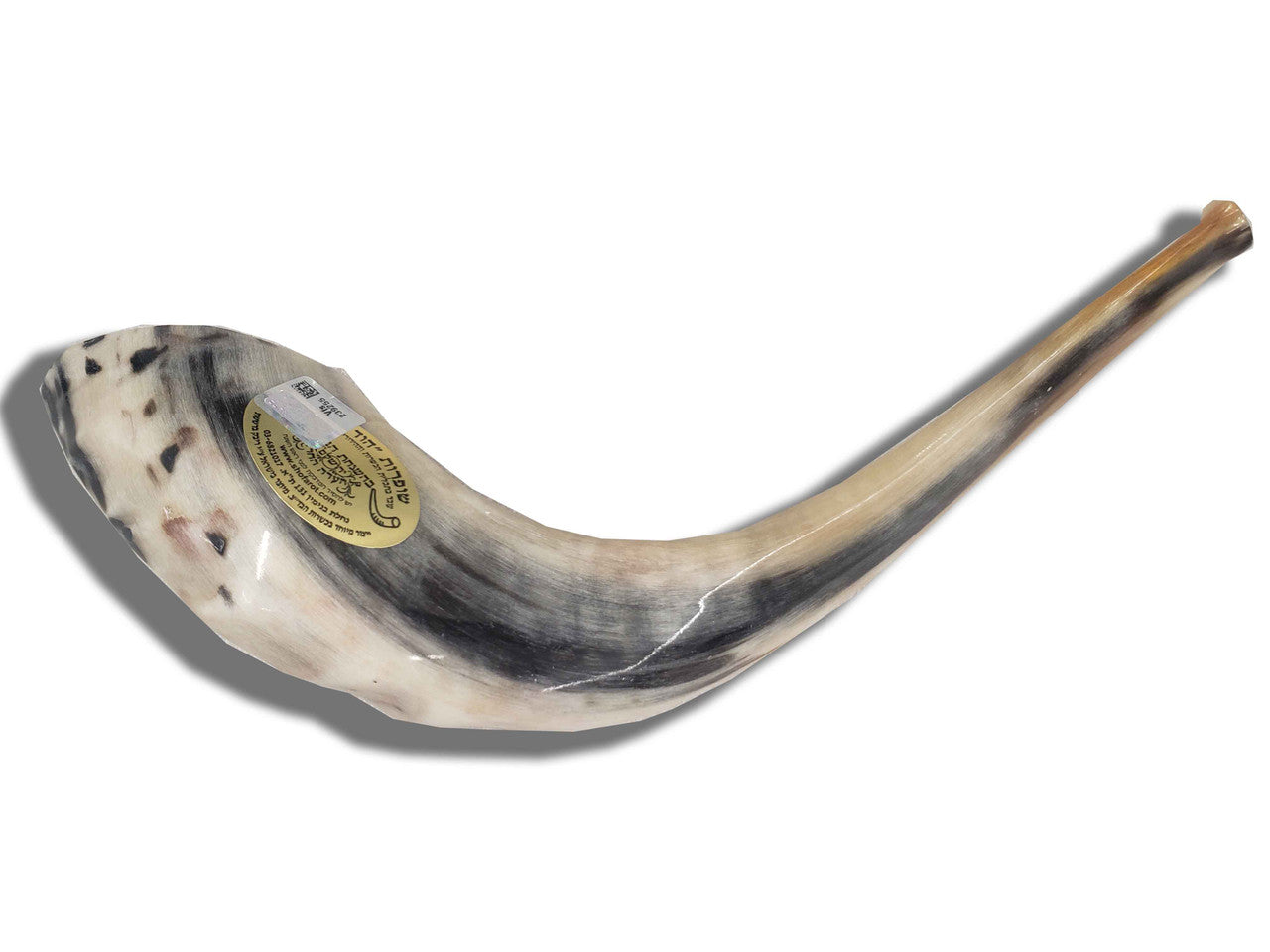 Shofar (Ram's Horn) 15''-16'' #B4 with Badatz Hechser