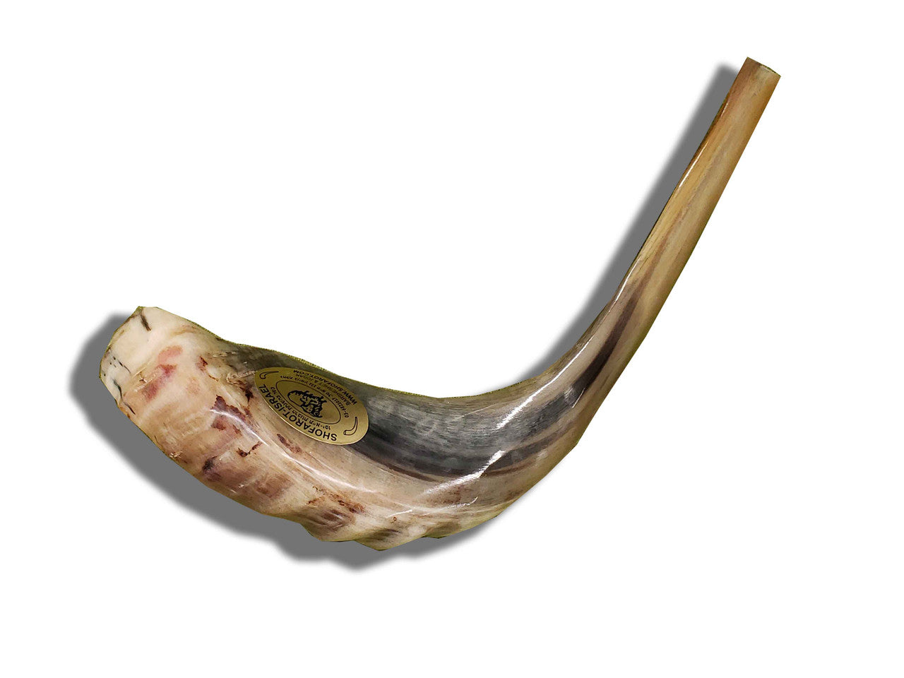 Shofar (Ram's Horn) Polished 15"-16" #B4