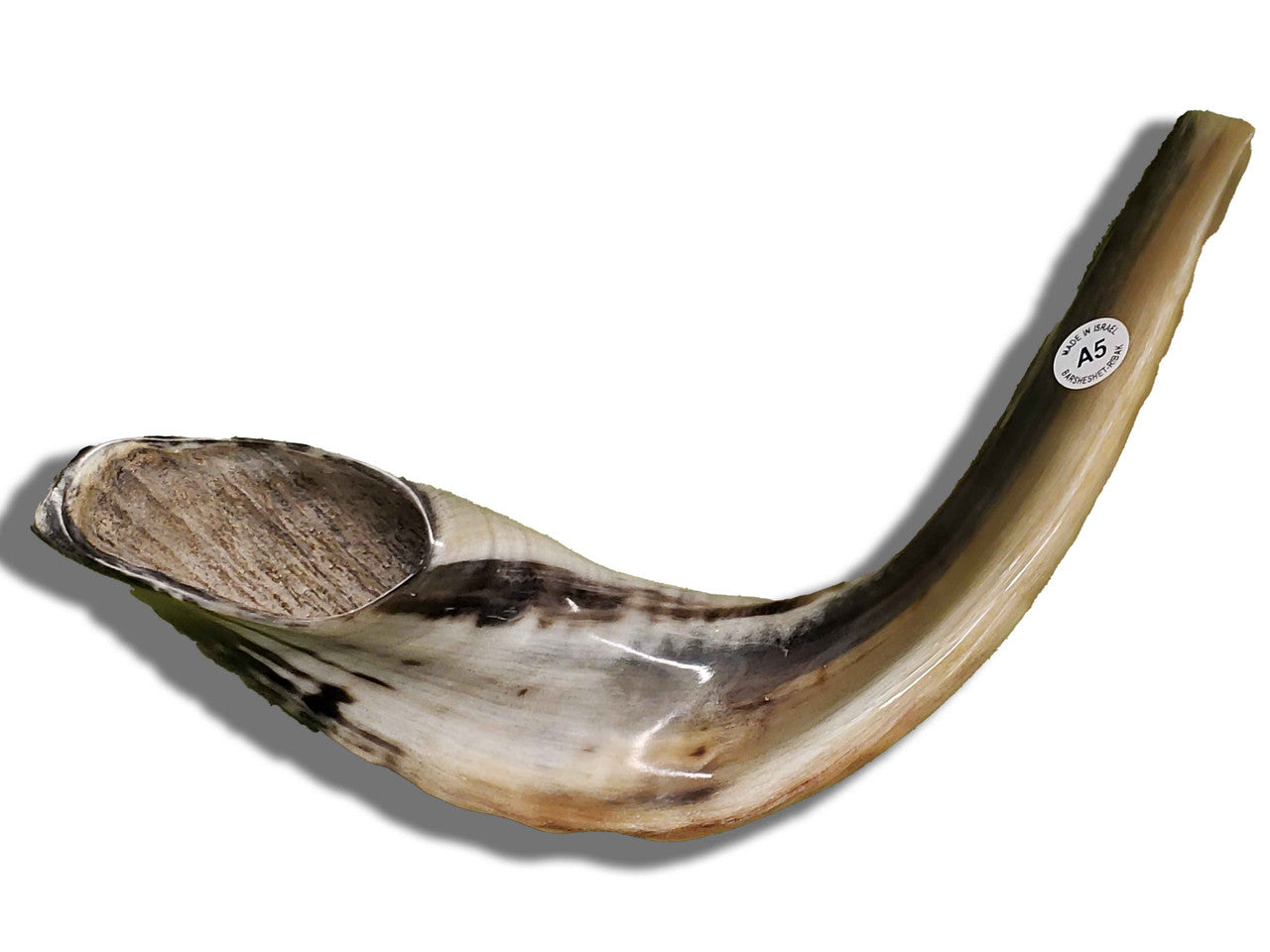 Shofar (Ram's Horn) Polished 16"-17" #A5