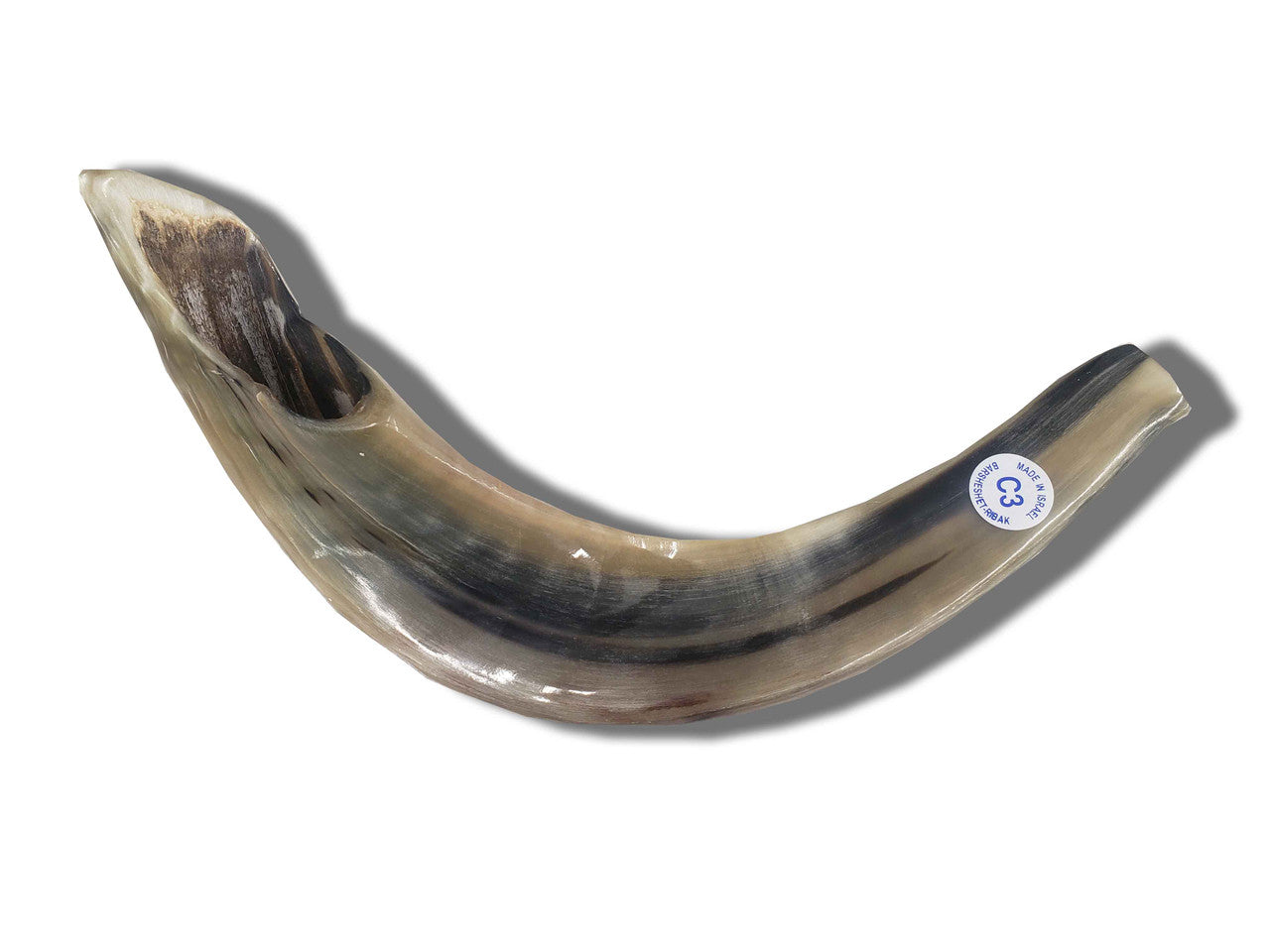 Shofar (Ram's Horn) Polished 14"-15" #C3