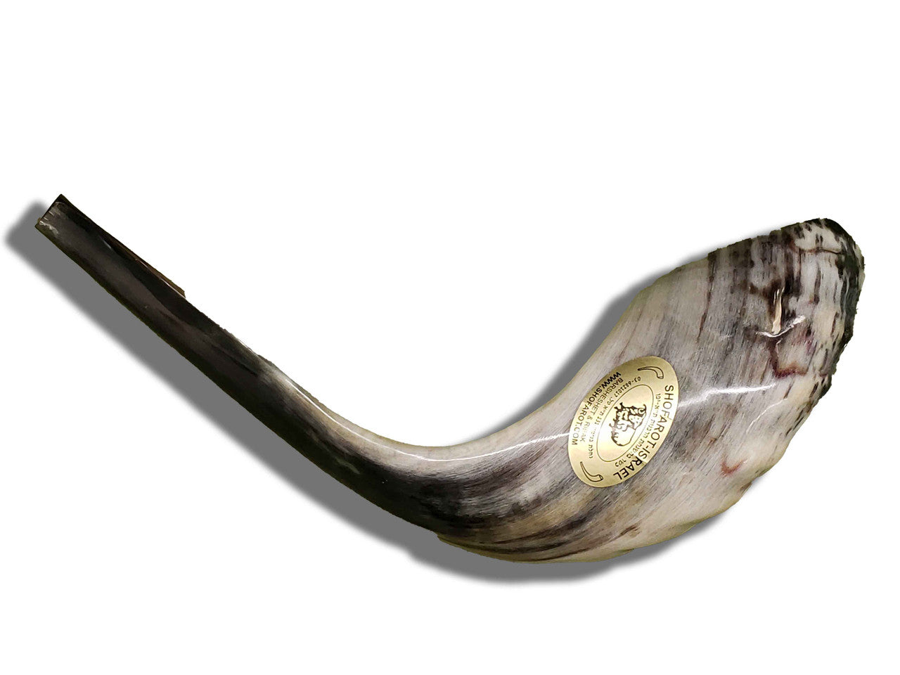 Shofar (Ram's Horn) Polished 16"-17" #A5