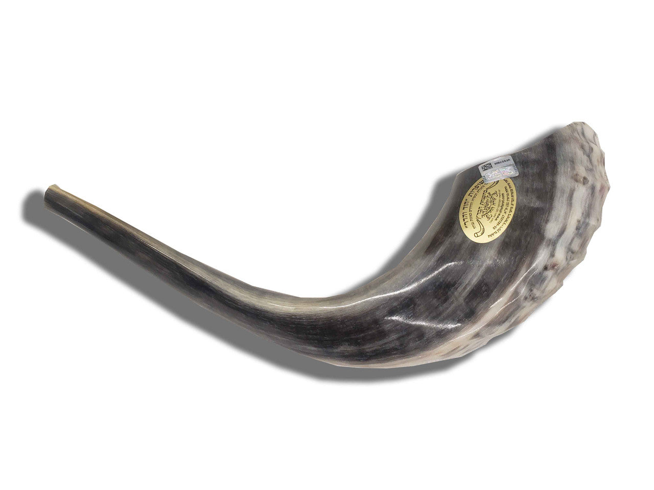 Shofar (Ram's Horn) 18''-19'' #AA6 with Badatz Hechser