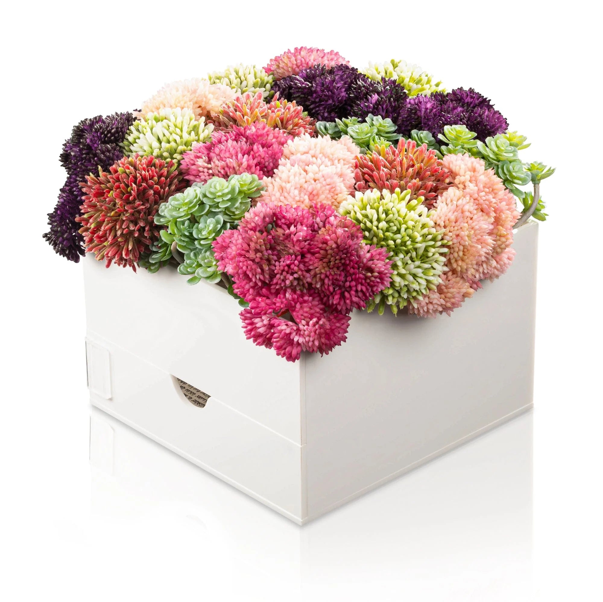 Succulent Bencher Set