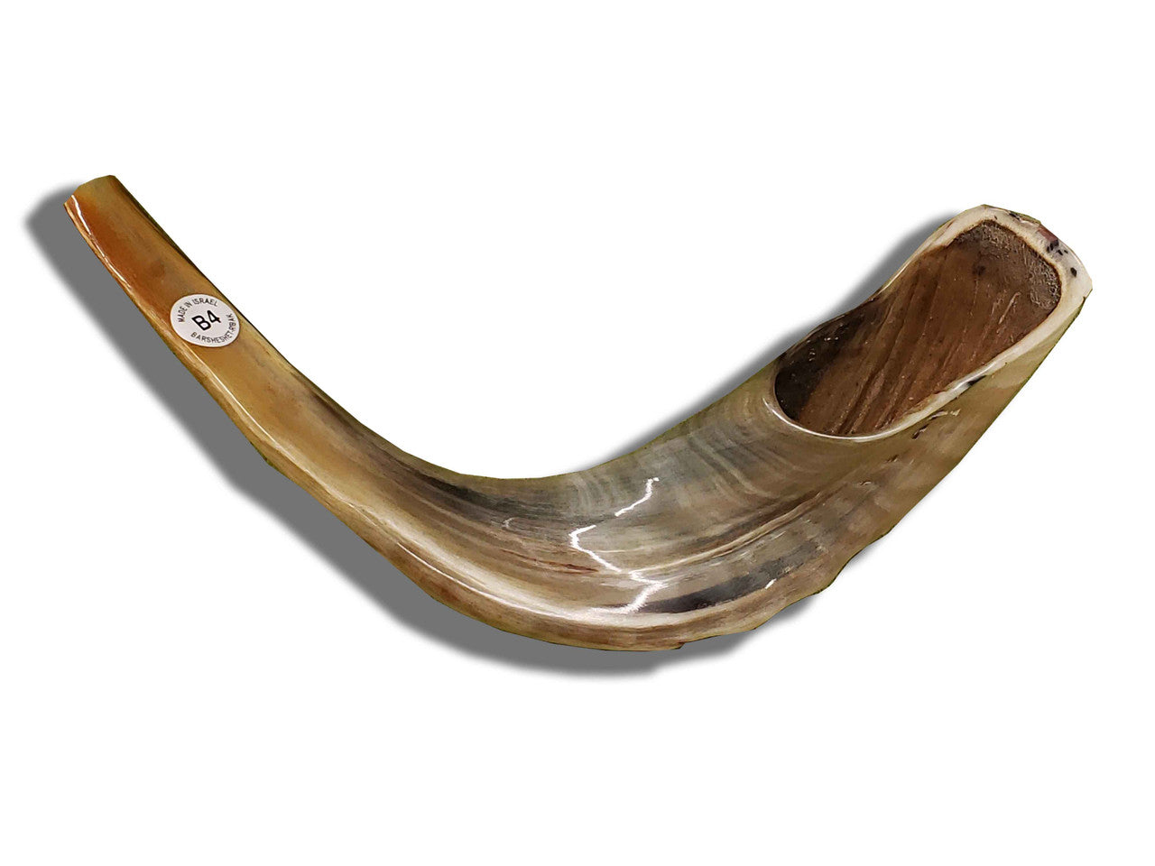 Shofar (Ram's Horn) Polished 15"-16" #B4