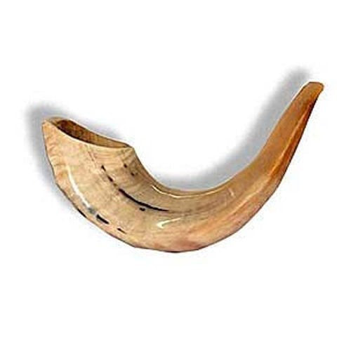 Shofar (Ram's Horn) 7"-9"